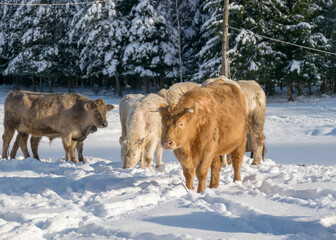 landscape with cow herd outdoors, cold winter day, Latvian winter landscape