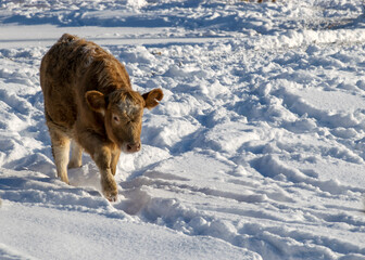 landscape with cow herd outdoors, cold winter day, Latvian winter landscape