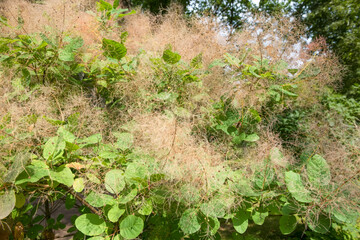 Scumpia - the original tall shrub or low tree of the sumac family