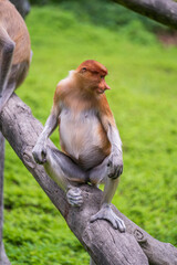 Family of wild Proboscis monkey or Nasalis larvatus, in the rainforest of island Borneo, Malaysia, close up