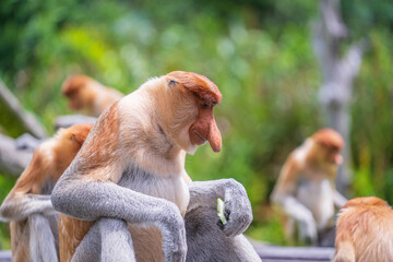 Family of wild Proboscis monkey or Nasalis larvatus, in the rainforest of island Borneo, Malaysia, close up