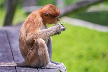Naklejka premium Family of wild Proboscis monkey or Nasalis larvatus, in the rainforest of island Borneo, Malaysia, close up