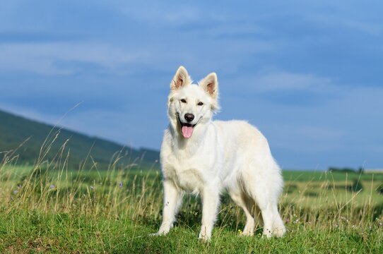 White Swiss Shepherd dog stands  in themeadow Weisser Schweizer Sch&auml;ferhund