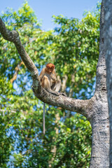Family of wild Proboscis monkey or Nasalis larvatus, in the rainforest of island Borneo, Malaysia, close up