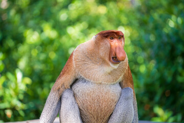 Family of wild Proboscis monkey or Nasalis larvatus, in the rainforest of island Borneo, Malaysia, close up