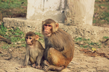 portrait of a mother and baby macaque
