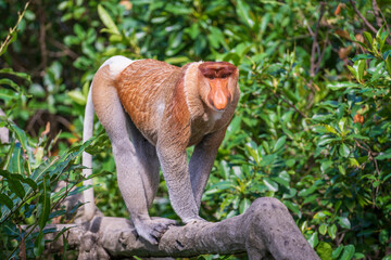 Family of wild Proboscis monkey or Nasalis larvatus, in the rainforest of island Borneo, Malaysia, close up