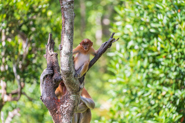 Fototapeta premium Family of wild Proboscis monkey or Nasalis larvatus, in the rainforest of island Borneo, Malaysia, close up