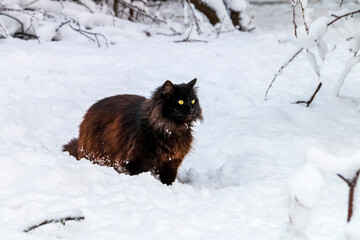 Black cat hunts on white snow.