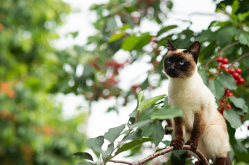 Siamese cat climbing on the tree