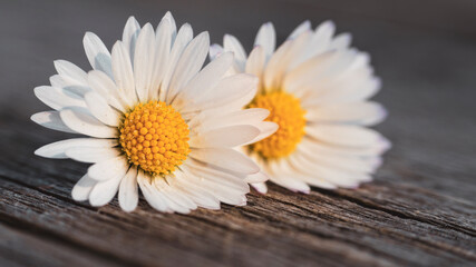 Obraz premium Blume