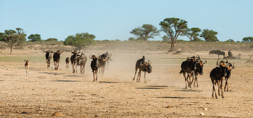Wildebeest running towards a waterhole to drink