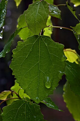 Rain drops