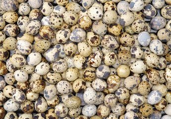 quail eggs background