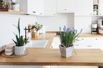 Blue muscari flower on white modern kitchen scandinavian style.