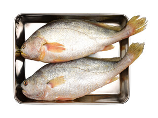 Fresh fish on white background