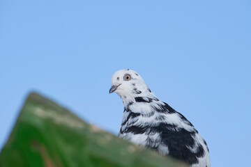 Spotted pigeon on the roof of the dovecote. View from below in summer in nature.