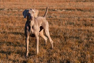 Weimaraner Jagdhund