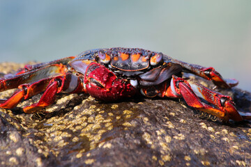 rote_Klippenkrabbe_mit_1_Schere