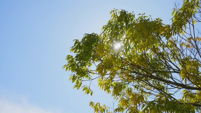 よく晴れた空の下、風に揺れる新緑と木漏れ日　4K UHD スロー