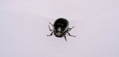 Macro shot of forest dung beetle (Anoplotrupes stercorosus) on white background surface
