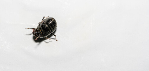 Macro shot of forest dung beetle (Anoplotrupes stercorosus) on white background surface