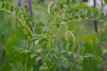 close up of a plant