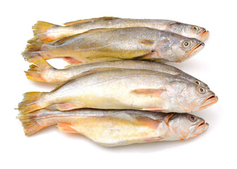 Yellow Croaker Fish On White background 