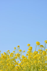 菜の花畑　さわやかな青空  
