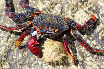 rote_Klippenkrabbe_mit_1_Schere