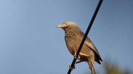 Jungle blabber on a wire
