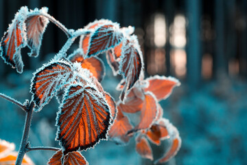 Frost