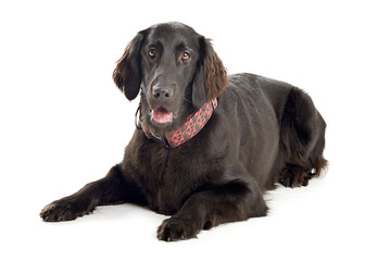 Flat-Coated Retriever in front of a white background
