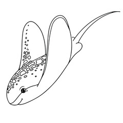 Electric Stingray. Hand-drawn marine animal. Mshk doodles. Vector illustration isolated on white background