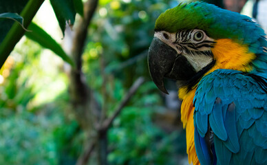 Aves Temaiken Loros Plumas Colores Animales Naturaleza Vegetación Verde 
