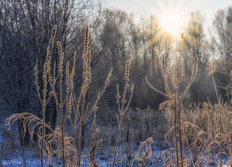 Obraz premium Morning frost on fragile twigs against the backdrop of sunlight. close-up. a frosty morning enveloped all the plants and grass in fluffy frost. The freshness of a frosty morning 