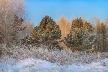 A mixed forest and a field of tall grass covered with white fluffy frost on a frosty winter day. Snowy hills and blue skies adorn this winter landscape. The beauty of nature makes us happy every day! 