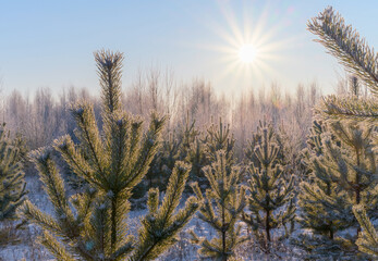 A young pine forest is waking up. Morning frost covered the needles of the trees, and fog fell to...