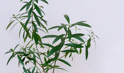 Indoor plant Nerium oleander close-up. Tropical plants for home decoration. Poisonous house plant.
