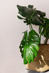 Beautiful monstera plant for home decoration. Tropical plants in indoor floriculture. Close-up.