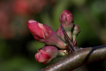 Flowering Guince (Chaenomeles speciosa x Chaenomeles. japonica) in garden