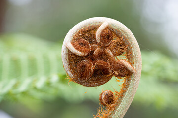 Oriental vessel elephant fern close up