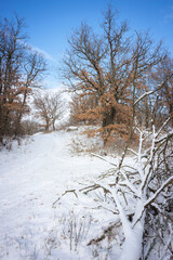 Winter in an oak tree forest in Burgenland