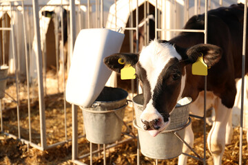 Cute little calf near fence on farm. Animal husbandry