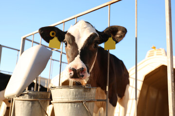 Cute little calf near fence on farm, closeup. Animal husbandry