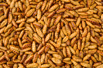 Silkworm pupae