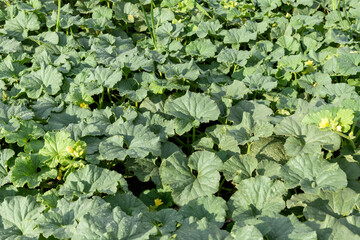 Fragment of a field with leaves of tops and melon