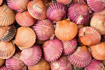 lots of scallop sea shells piled together background