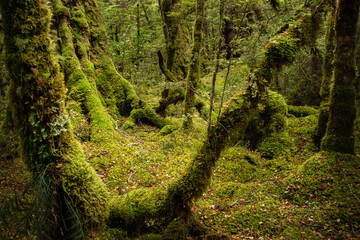 Moss covered red beech rain forest at Lake Gunn Nature Walk, Fiordland National Park, South Island, New Zealand