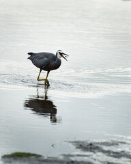 An adult white-faced heron in breeding plumage caught crab in its beak. Vertical format